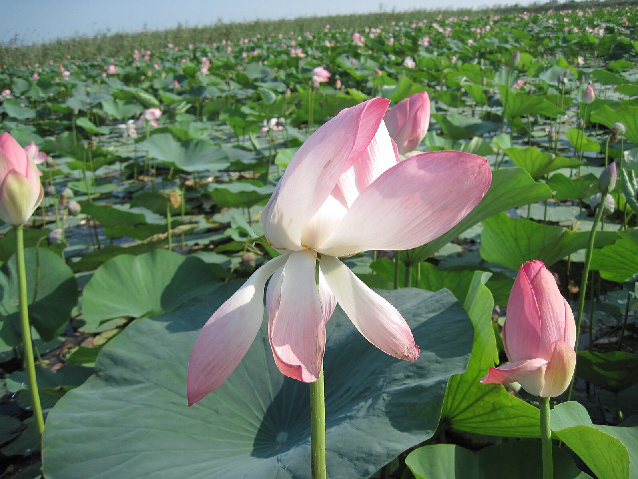 Астраханские лотосовые поля