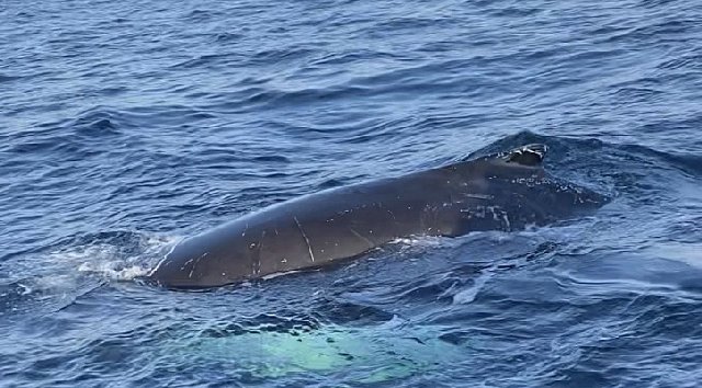 Поиск китов в Териберке