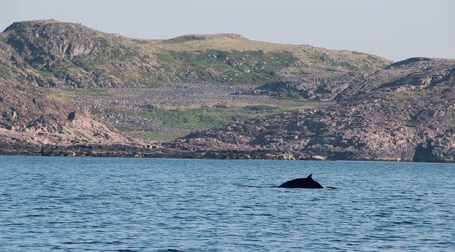 Поиск китов в Териберке