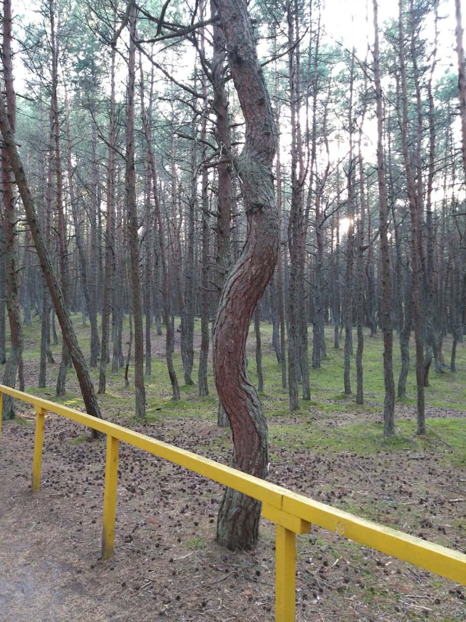 Танцующий лес