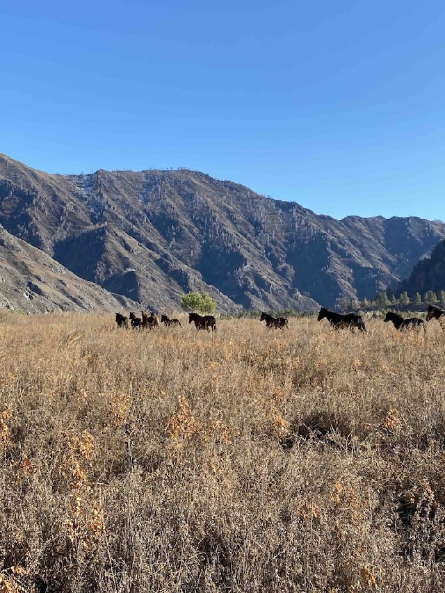 Чемальский тракт Алтай