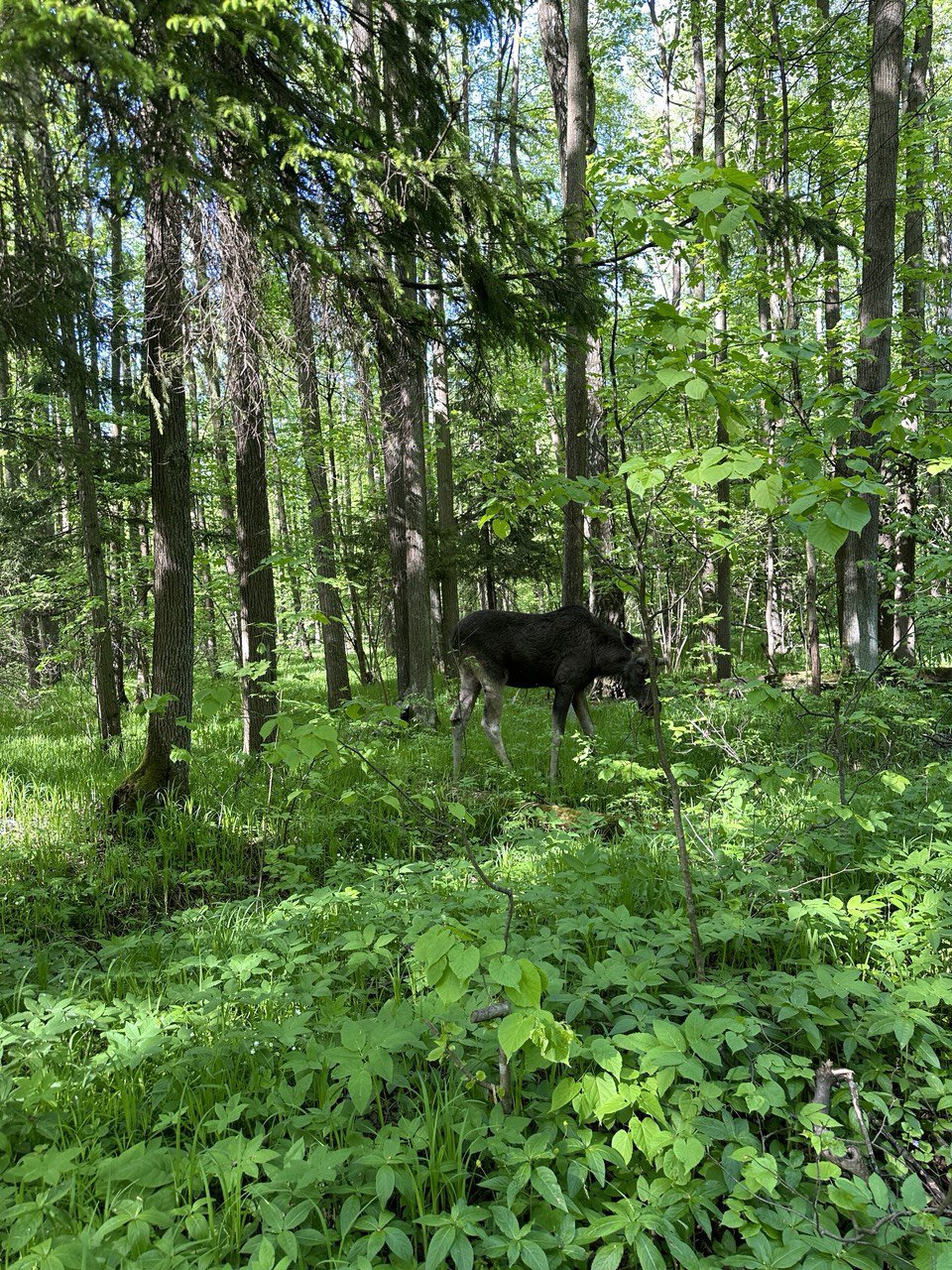 Парки Москвы